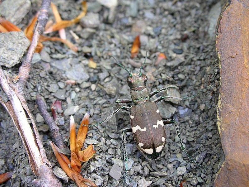 Cicindela sylvicola